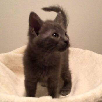 Domestic Short Hair Cats Available for Adoption in Knoxville, Tennessee - Kaylin | PetCurious