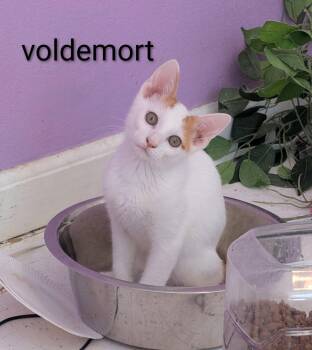 Voldemort -  Domestic Short Hair Cat for Adoption in Kansas City, Missouri - Voldemort | PetCurious