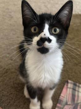 Freddie -  Domestic Short Hair Cat for Adoption in St. Cloud, Florida - Freddie | PetCurious