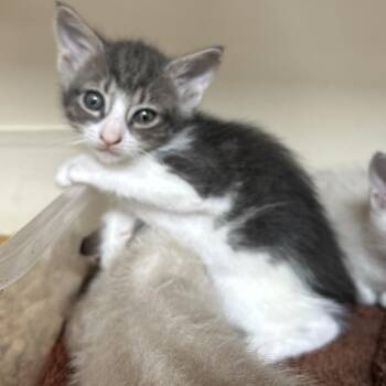 Doodad -  Domestic Short Hair Cat for Adoption in Hinesville, Georgia - Doodad | PetCurious
