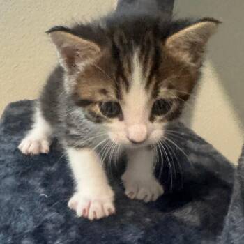 Clover -  Domestic Medium Hair Cat for Adoption in Leander, Texas - Clover | PetCurious