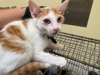 Domestic Short Hair Cats Available for Adoption in Tustin, California - BARBER | PetCurious