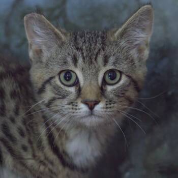 Rescue Domestic Short Hair Cats for Adoption in Milan, Pennsylvania - Princess Jello Shots | PetCurious