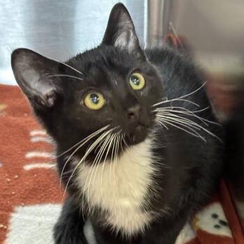 Heisenberg -  Domestic Short Hair Cat for Adoption in Davenport, Iowa - Heisenberg | PetCurious