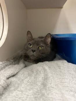 Jazzy (Watauga) -  Domestic Short Hair Cat for Adoption in Johnson City, Tennessee - Jazzy (Watauga) | PetCurious