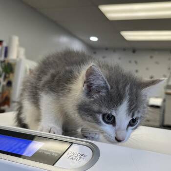 Five -  Domestic Long Hair Cat for Adoption in Morganfield, Kentucky - Five | PetCurious