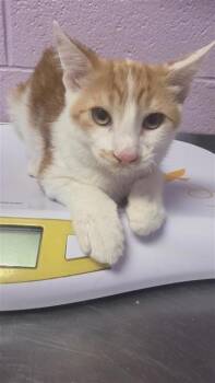 Preston -  Domestic Short Hair Cat for Adoption in El Paso, Texas - Preston | PetCurious
