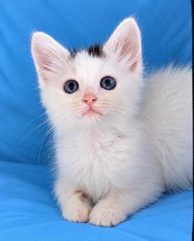 Houston -  Domestic Medium Hair Cat for Adoption in Trenton, New Jersey - Houston | PetCurious