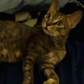 Puzzle -  Domestic Short Hair Cat for Adoption in Brea, California - Puzzle | PetCurious