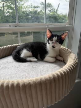 Betty -  Domestic Short Hair Cat for Adoption in Greenwood, Indiana - Betty | PetCurious