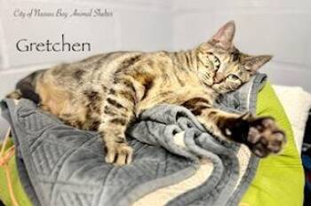 American Shorthair Cats Available for Adoption in Houston, Texas - F02-26 Gretchen | PetCurious