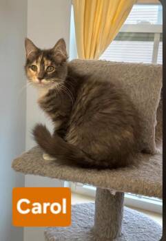 Carol (siblings are Greg, Peter, Alice, Bobby, Cindy, Marcia & J -  Dilute Tortoiseshell Cat for Adoption in Brighton, Michigan - Carol (siblings Are Greg, Peter, Alice, Bobby, Cindy, Marcia & J | PetCurious
