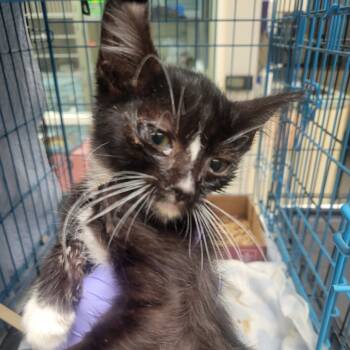 Rescue Domestic Short Hair Cats for Adoption in Westminster, California - Peppermint Mocha | PetCurious