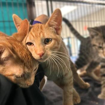 Sit Down Son -  Domestic Short Hair Cat for Adoption in Davenport, Iowa - Sit Down Son | PetCurious