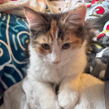 Domestic Long Hair Cats Available for Adoption in Medina, Ohio - Dizzy | PetCurious