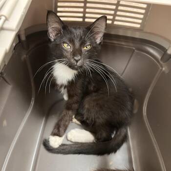 Enoki -  Domestic Short Hair Cat for Adoption in Brentwood, Missouri - Enoki | PetCurious