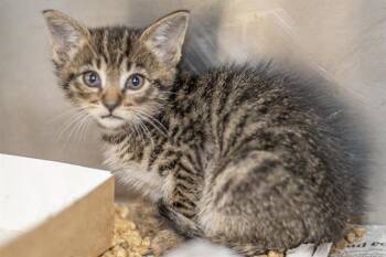 Domestic Short Hair Cats Available for Adoption in Charlotte, North Carolina - A1263489 | PetCurious