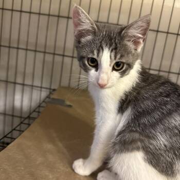 Parker -  Domestic Short Hair Cat for Adoption in Grantsville, Utah - Parker | PetCurious