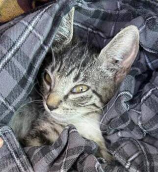 DREA -  Domestic Short Hair Cat for Adoption in San Antonio, Texas - DREA | PetCurious