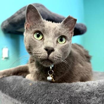 Domestic Short Hair Cats Available for Adoption - Milo | PetCurious