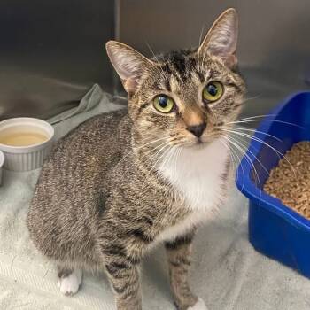 Rescue Domestic Short Hair Cats for Adoption in Portage, Michigan - Marisa | PetCurious