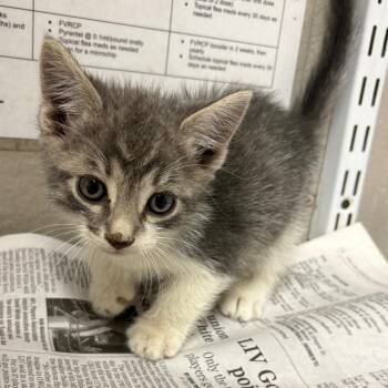 Oz -  Domestic Short Hair Cat for Adoption in Yuma, Arizona - Oz | PetCurious