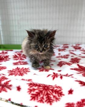 Domestic Short Hair Cats Available for Adoption in Brookings, Oregon - Tama | PetCurious