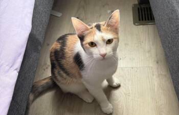 Rescue Domestic Short Hair Cats for Adoption in Arnold, Missouri - Kennedy | PetCurious