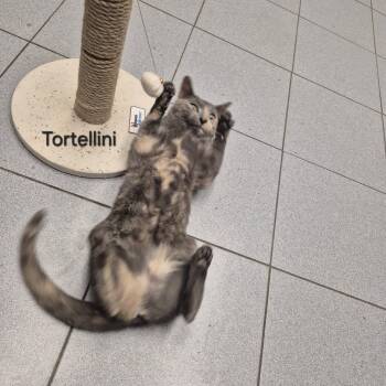Domestic Short Hair Cats Available for Adoption - Tortellini | PetCurious