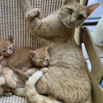 Treasure -  Domestic Short Hair Cat for Adoption in Chicago, Illinois - Treasure | PetCurious