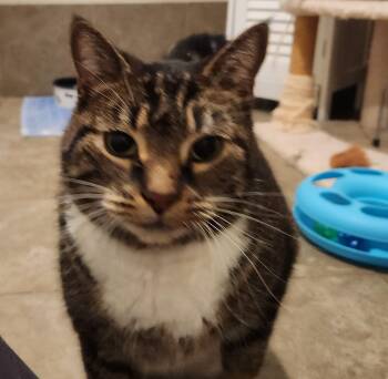 Rescue Domestic Short Hair Cats for Adoption in Swansea, Massachusetts - Buddy | PetCurious