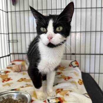 Matilda -  Domestic Short Hair Cat for Adoption in Kanab, Utah - Matilda | PetCurious