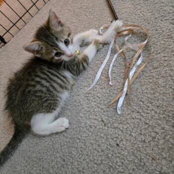 Professor Binns -  Domestic Short Hair Cat for Adoption in Fredericksburg, Virginia - Professor Binns | PetCurious