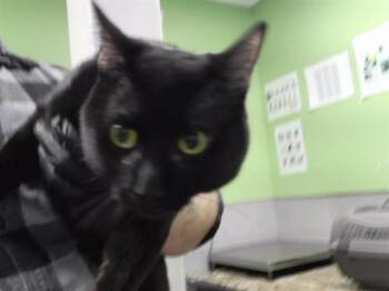 Domestic Short Hair Cats Available for Adoption in Omaha, Nebraska - NORMAN | PetCurious