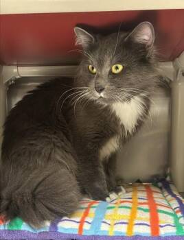 Domestic Long Hair Cats Available for Adoption - Curt | PetCurious