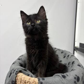 Justify -  Domestic Medium Hair Cat for Adoption in Puslinch, Ontario - Justify | PetCurious