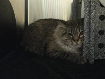 Domestic Medium Hair Cats Available for Adoption in Martinez, California - MILO | PetCurious