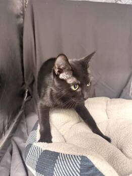 MIA -  Domestic Short Hair Cat for Adoption in Grovetown, Georgia - MIA | PetCurious