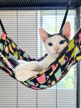 Mr. Tofu -  Domestic Short Hair Cat for Adoption in Homestead, Florida - Mr. Tofu | PetCurious