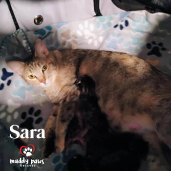Rescue Domestic Short Hair and Tabby Cats for Adoption in Council Bluffs, Iowa - Sara (Mama Of The Buggies) | PetCurious