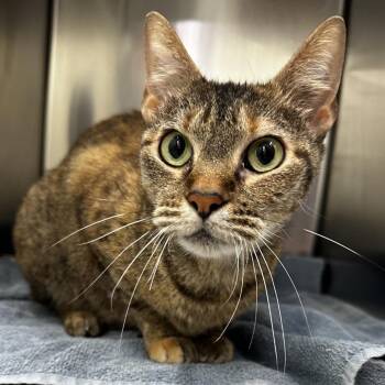 Domestic Short Hair Cats Available for Adoption in Warrensburg, Missouri - Miss Piggy | PetCurious