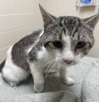 Caveman -  Domestic Short Hair Cat for Adoption in Westland, Michigan - Caveman | PetCurious