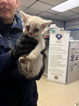 BLUE COLLAR -  Domestic Short Hair Cat for Adoption in Stockton, California - BLUE COLLAR | PetCurious