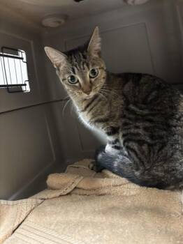 Ash -  Domestic Short Hair Cat for Adoption in Sherwood, Oregon - Ash | PetCurious