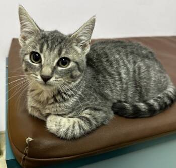 Rescue Domestic Short Hair Cats for Adoption in Wilkesboro, North Carolina - Toebias | PetCurious