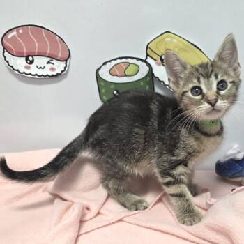Domestic Short Hair Cats Available for Adoption in Fort Wayne, Indiana - Shrimp Tempura | PetCurious