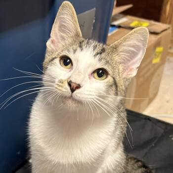 Rescue Domestic Short Hair Cats for Adoption in Mineral Point, Wisconsin - Cocoa Puff | PetCurious