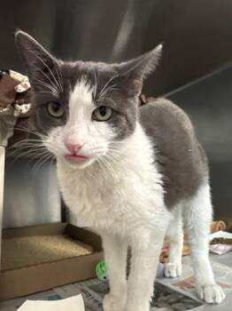 Marlin -  Domestic Short Hair Cat Available for Adoption in Morristown, New Jersey - Marlin | PetCurious