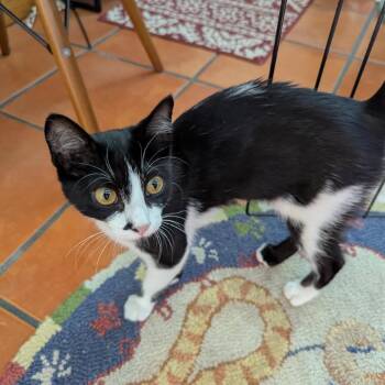Fig -  Domestic Short Hair Cat for Adoption in Bulverde, Texas - Fig | PetCurious