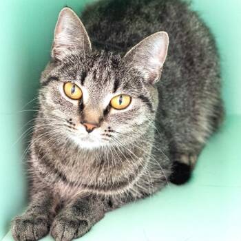 Domestic Short Hair Cats Available for Adoption in Pontiac, Michigan - Gatsby | PetCurious